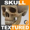 Human Textured Skull