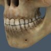 2518 Human Textured Skull