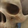2519 Human Textured Skull