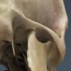 2522 Human Textured Skull