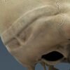 2523 Human Textured Skull