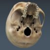 2524 Human Textured Skull