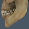 2529 Human Textured Skull