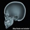 2537 Human Textured Skull