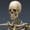 2547 Human Textured Skeleton