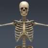 2548 Human Textured Skeleton