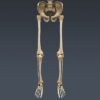 2549 Human Textured Skeleton