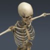 2550 Human Textured Skeleton