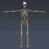 2552 Human Textured Skeleton