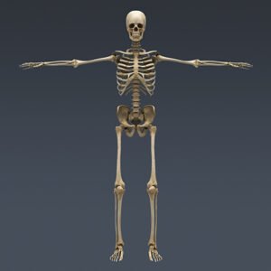2552 Human Textured Skeleton