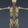 2553 Human Textured Skeleton