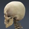 2557 Human Textured Skeleton