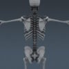 2566 Human Textured Skeleton