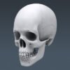 2571 Human Skull