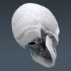 2574 Human Skull