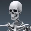 2601 Human Skeleton