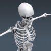 2604 Human Skeleton