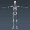 2606 Human Skeleton