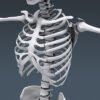 2609 Human Skeleton