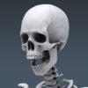 2612 Human Skeleton