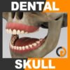 Human Dental Skull - Teeth Gums Tongue