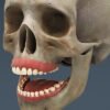 2625 Human Dental Skull Teeth Gums Tongue