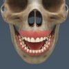 2626 Human Dental Skull Teeth Gums Tongue