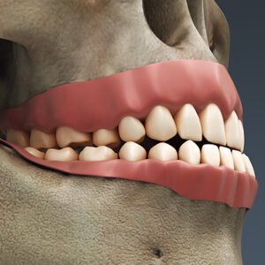 2628 Human Dental Skull Teeth Gums Tongue