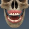 2629 Human Dental Skull Teeth Gums Tongue