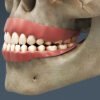 2635 Human Dental Skull Teeth Gums Tongue