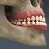 2636 Human Dental Skull Teeth Gums Tongue