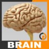 Anatomy - Human Brain