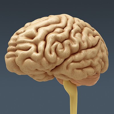 2643 Anatomy Human Brain
