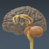 2644 Anatomy Human Brain