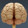 2645 Anatomy Human Brain