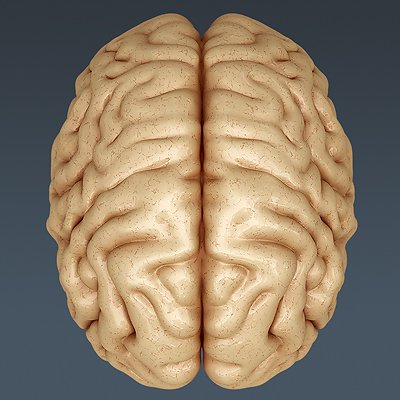 2646 Anatomy Human Brain