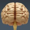 2647 Anatomy Human Brain