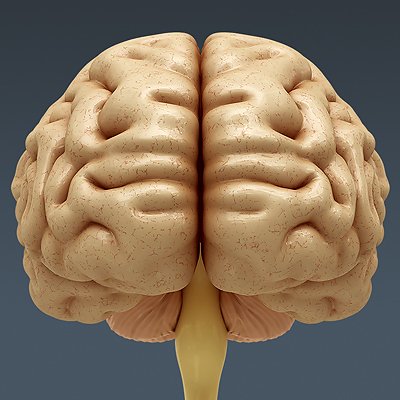 2647 Anatomy Human Brain