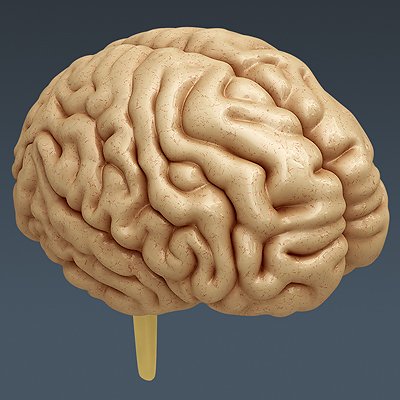 2649 Anatomy Human Brain