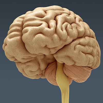 2650 Anatomy Human Brain