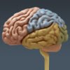 2652 Anatomy Human Brain