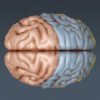 2653 Anatomy Human Brain