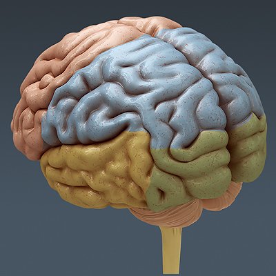 2654 Anatomy Human Brain