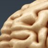2655 Anatomy Human Brain