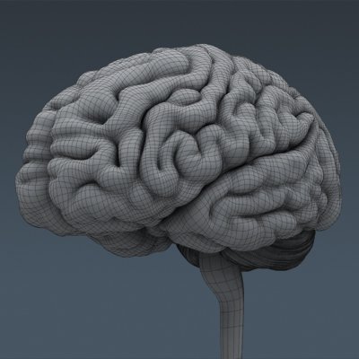 2658 Anatomy Human Brain