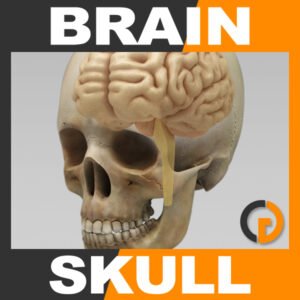 Anatomy - Human Brain and Skull