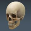 2661 Anatomy Human Brain and Skull