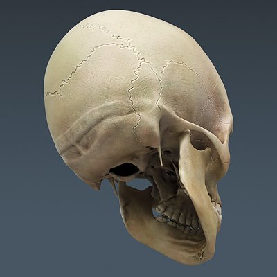 2663 Anatomy Human Brain and Skull
