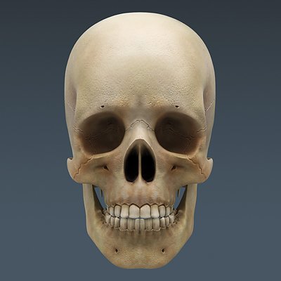 2669 Anatomy Human Brain and Skull
