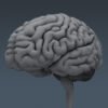 2686 Anatomy Human Brain and Skull